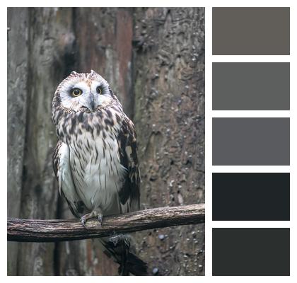 Bird Tawny Owl Owl Image